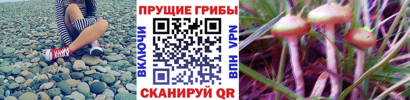 Псилоцибиновые грибы Psilocybine cubensis где найти Берёзовка